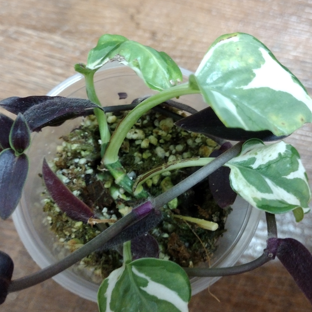 Njoy & Jose Puig plant combo (6oz cup)